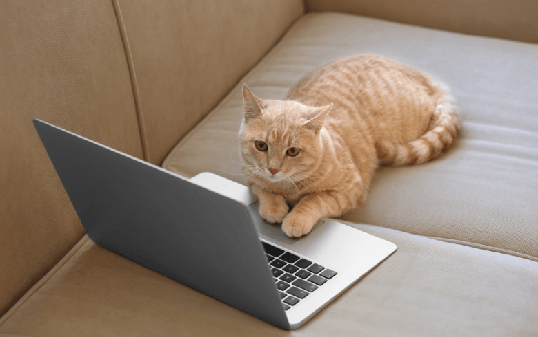 100 Instagram Captions for the People Who Adopted a New Kitty